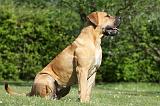 BOERBULL 063